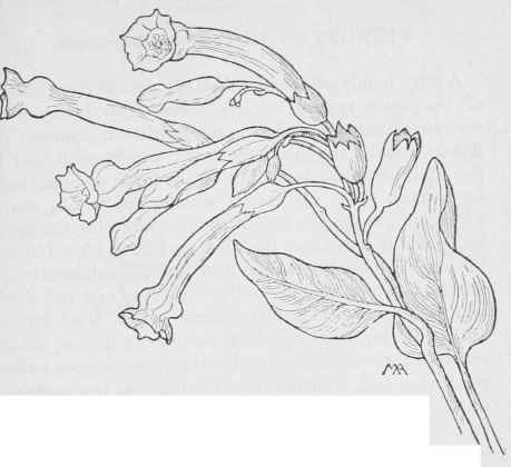 San JuanTree Nicotiana glauca.