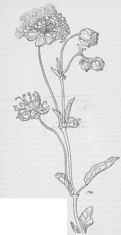 Sand Puffs Abronia salsa.