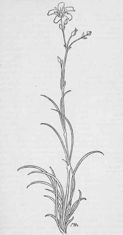 Sandwort Arenaria. Fendleri