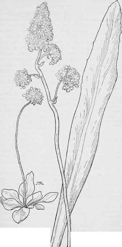 Saxifrage Micranthes rhomboidea Tall Swamp Saxifrage M.Oregana