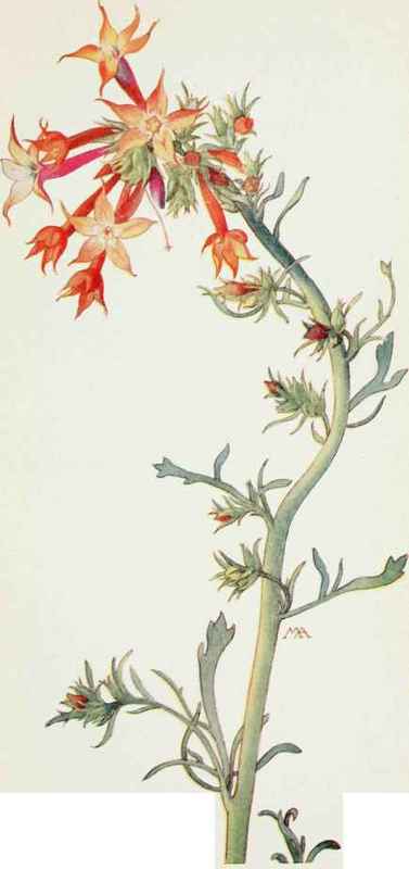 Scarlet Gilia G aggregafa.