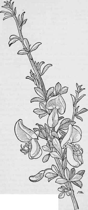 Scotch Broom Cytisus scoparius
