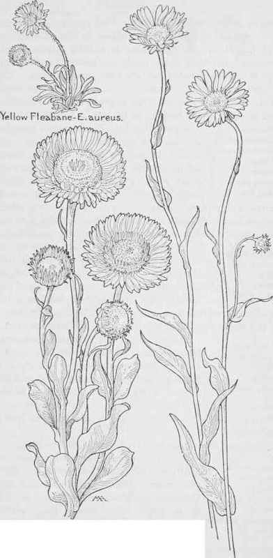 Seaside Daisy Eriqeron qlaucus. Large Mountain Fleabane  E.salsuginosus