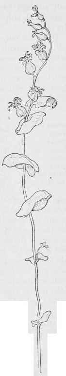 Shield leaf S.tortuosus