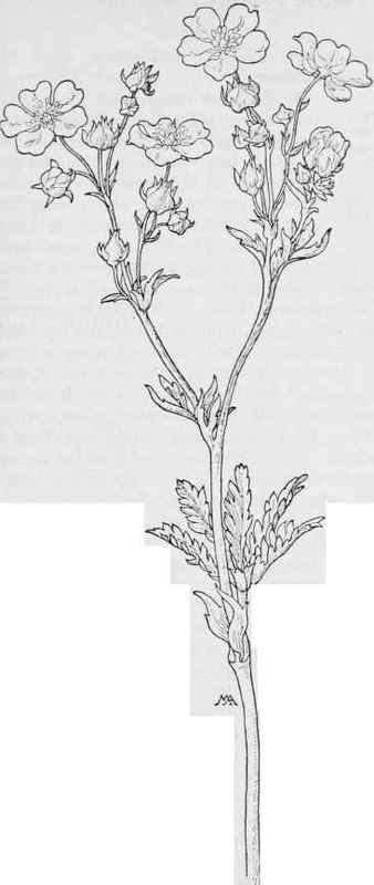 Silky Cinque foil Potentilla pectinisecta.