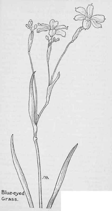 Sisyrinchium bellum