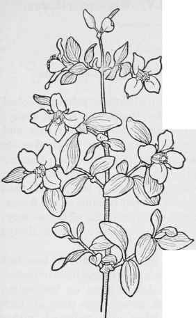 Small Syringe P.microphyllus.