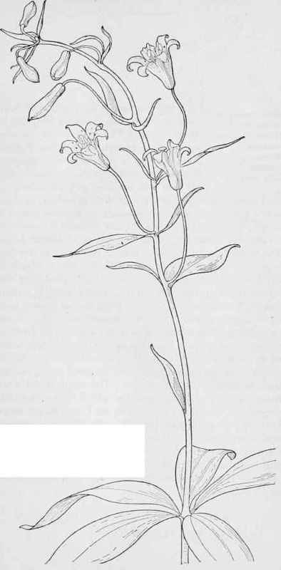 Small Tiger Lily. Lilium parvum