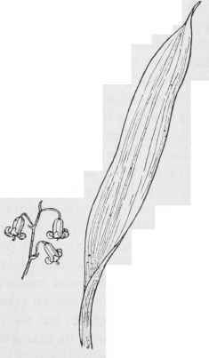 Stenanthella occidentalis