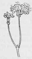 Swollenstalk. E. elatum