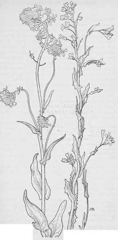 Thelypodium torulosum Arabis Fendleri