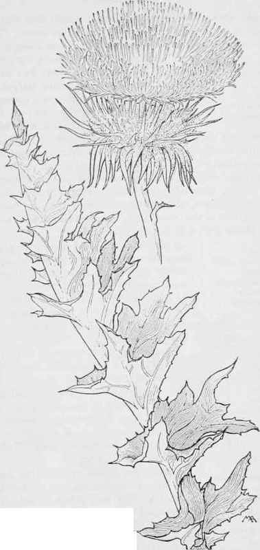 Thistle  Carduus Coulten
