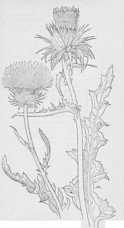 Thistles. Carduus Californicus. C .candadissimus