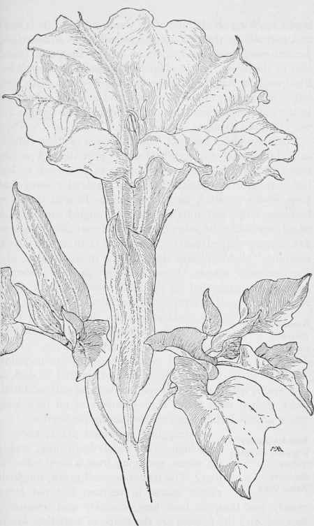 Tolguacha  Datura. meteloides