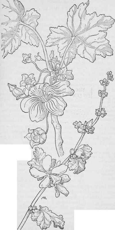 Tree Mallow Lavatera assurqenti flora. FalseMallow Malvastrum Thurberi
