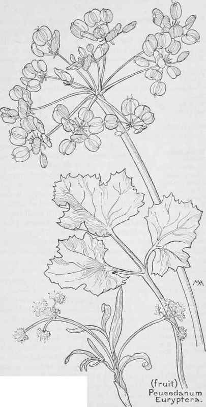 Turkey Peas  Oroqenia linearifolia