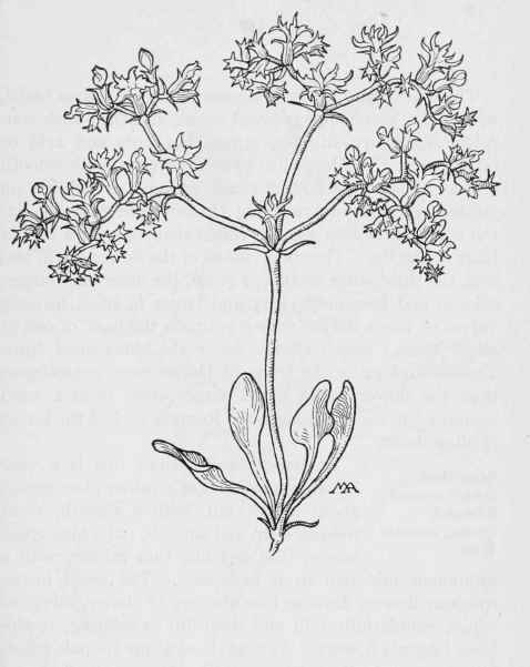 Turkish Rugging  Chorizanthe fimbriate 