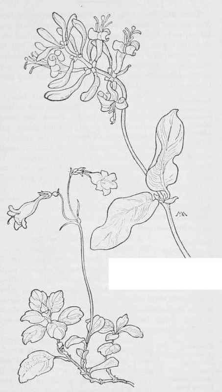 Twin flower Linnaea borealfs var.Ameriicana. Pink Honeysuckle Lonicera, hispidula