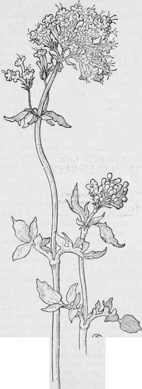 Valerian   Valeriana Arizonica