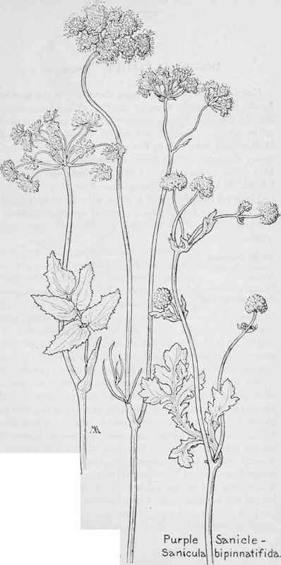 Velaea argute. Eulophus Bolanderi