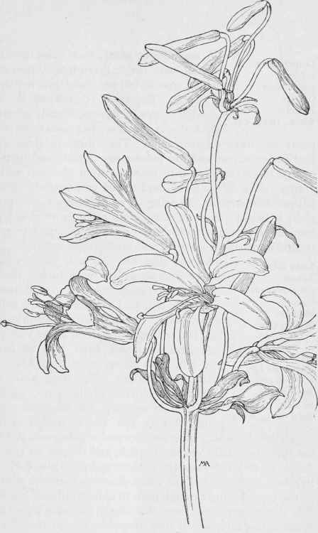 Washington Lily. Lihum Washingtonianum