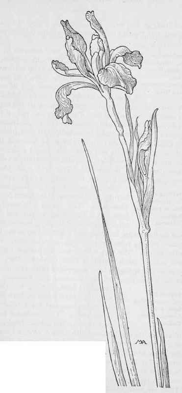 Western Blue Flag Iris Missouriensis