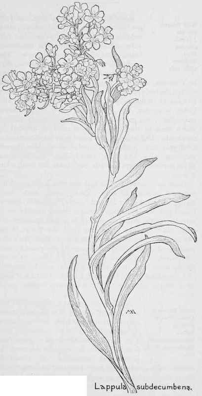 White Forget me not