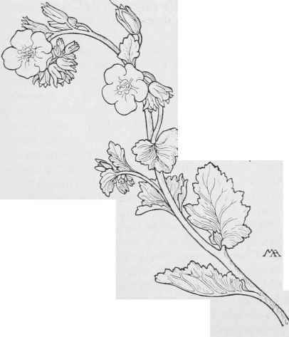 Wild Canterbury Bell. Phacelia Whitlavia
