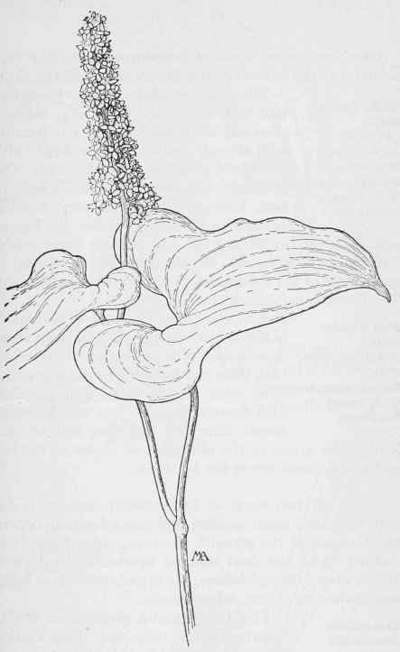 Wild Lily of the valley. Maianthemum bifolium