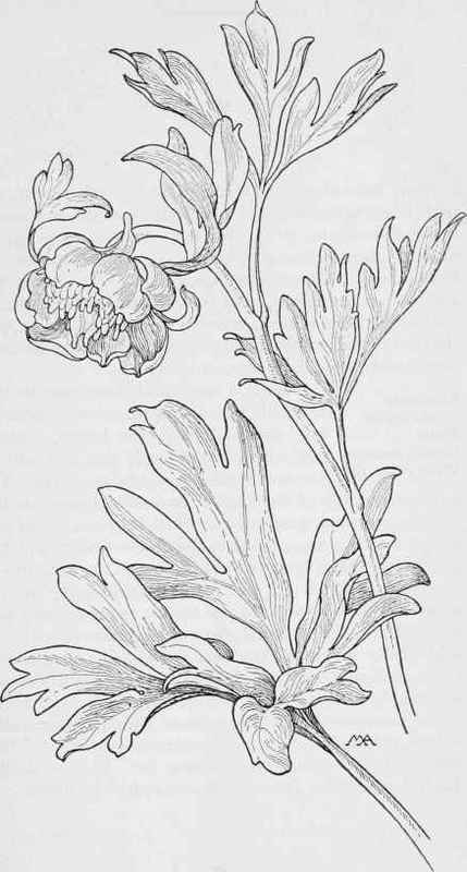 Wild Peony  Paeonia Brownii, 