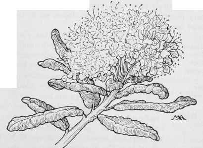 Woolly Labrador Tea  LedumGroenlandicum