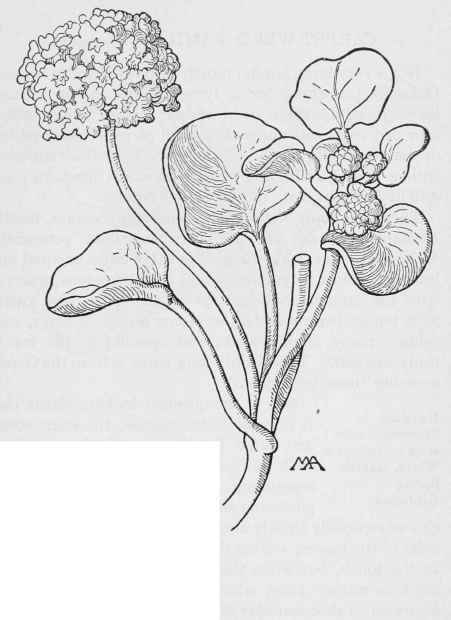 Yellow Sand Verbena Abronialatifolia.