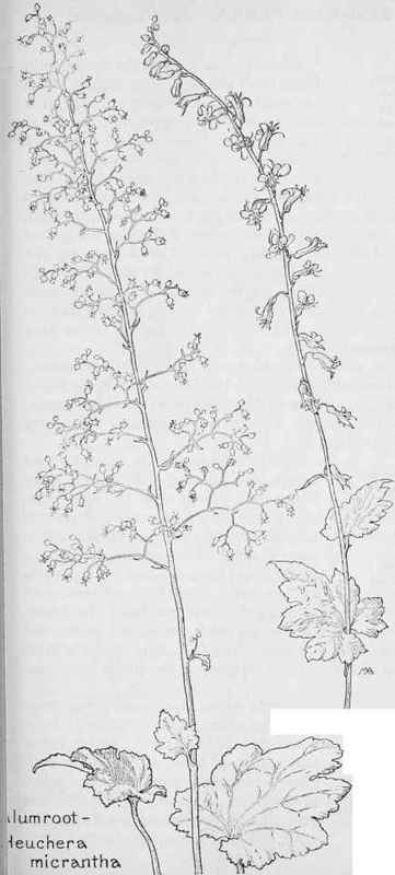 Youth on age Leptaxis Menziesii