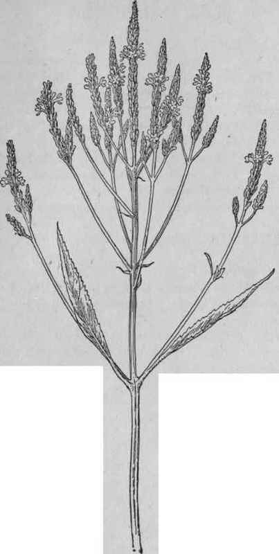 Blue Vervain.
