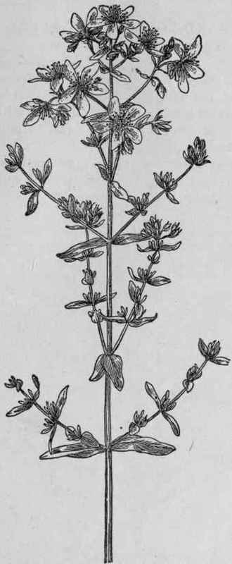 Common St. John's wort.