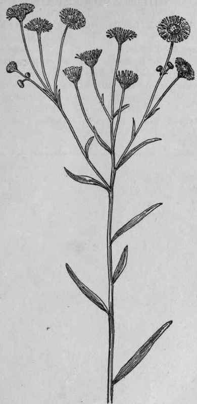 Daisy Fleabane.