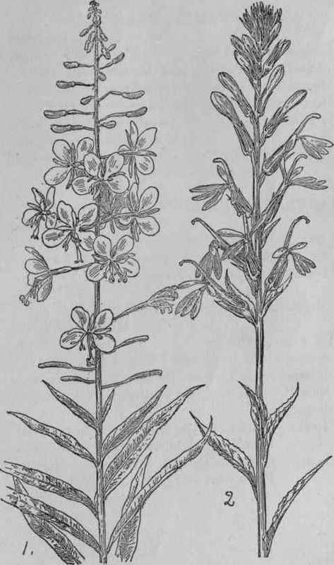 Great Willow herb.