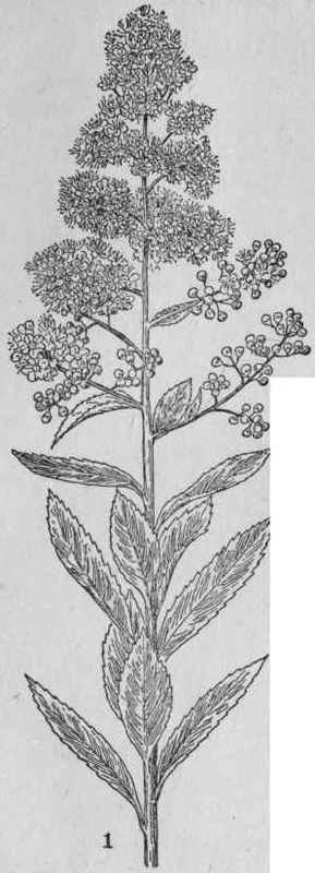Meadow sweet.