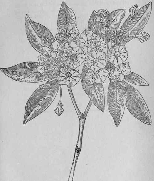Mountain Laurel.