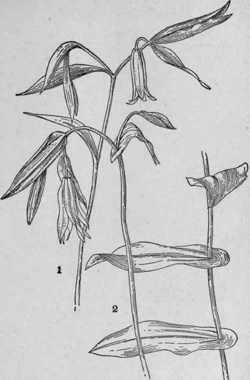 Large flowered Bellwort.
