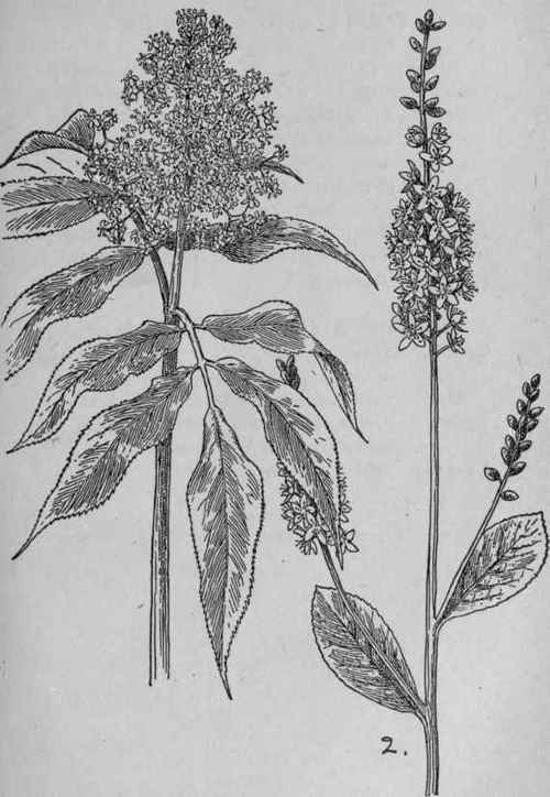Sweet Pepperbush.