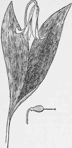 Adder's Tongue. Erythrenium Americanum