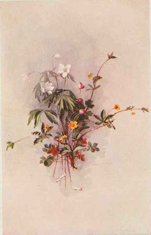 American Pasque Flower