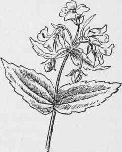 Collinsia. Collinsia verna