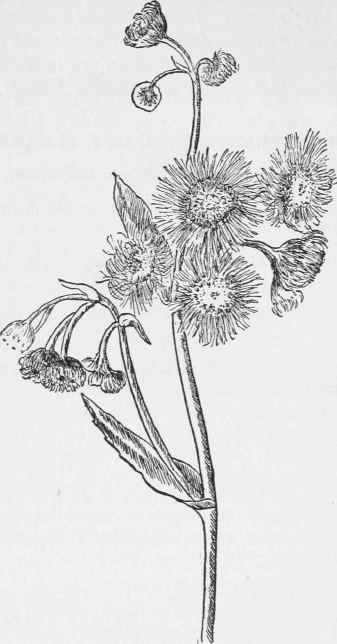 Common Fleabane.
