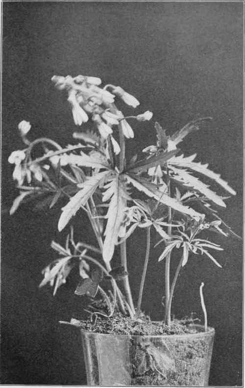 Cut Leaved Dentaria. Dentaria lacinidta