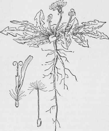 Dandelion. Taraxacum dens leonis