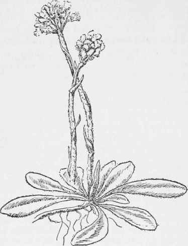 Dwarf Everlasting. Antennaria plantaginifolia