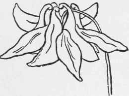 English Columbine from an Angle which Gives the Doves