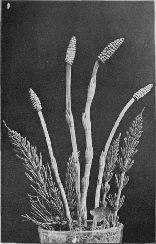 Field Horsetail. Equisetum arvense